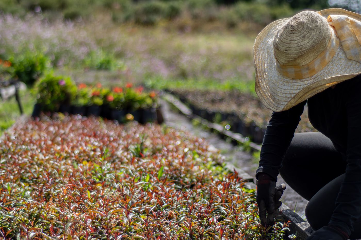 A gardener tending a bed of plants
